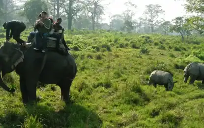 Chitwan Jungle Safari vs Bardia National Park: Which One Is Better?