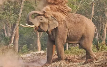 Top 10 Animals You Can See in Chitwan National Park