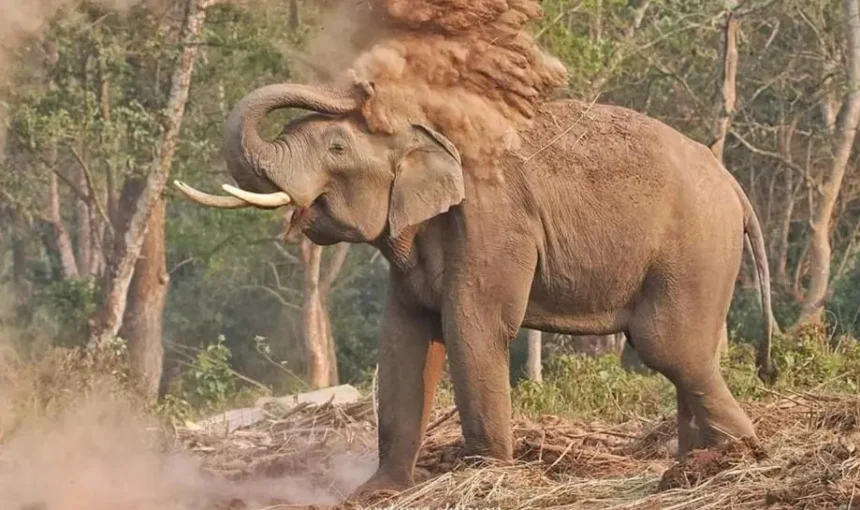 Top 10 Animals You Can See in Chitwan National Park