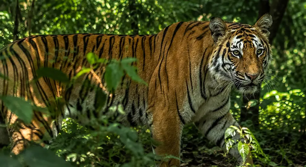 Best Time for Tiger Spotting in Chitwan