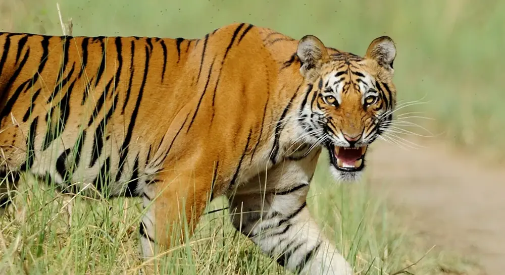 Best Time for Tiger Spotting in Chitwan