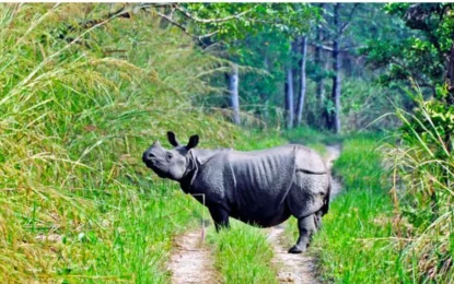 Wildlife Conservation Efforts in Chitwan National Park