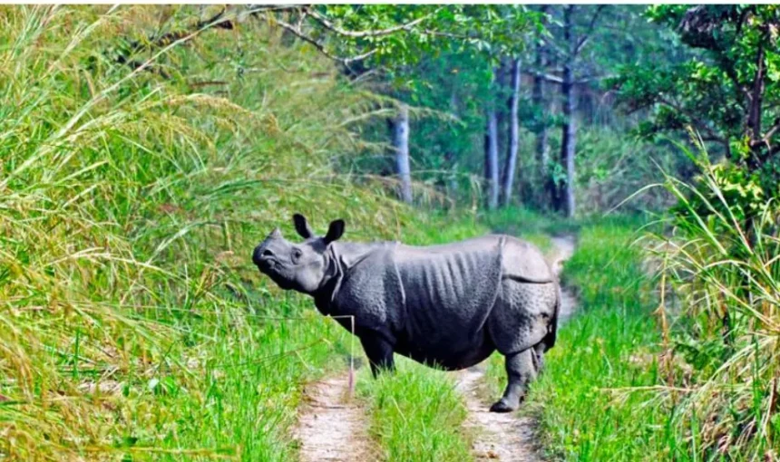 Wildlife Conservation Efforts in Chitwan National Park