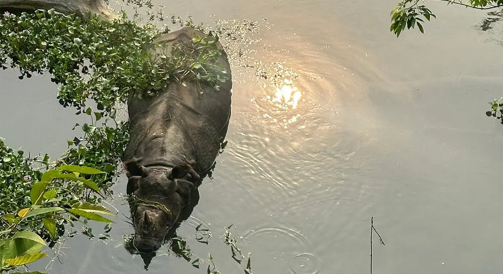 Included in Chitwan Safari Packages