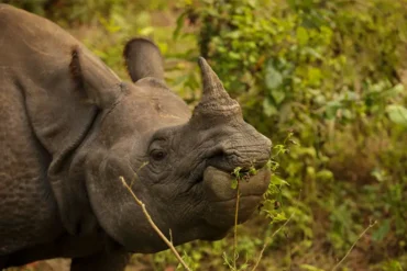 Reasons to Visit Chitwan National Park in Winter