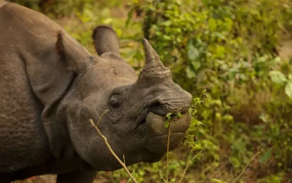 Eco-Friendly Travel in Chitwan – Travel Tips