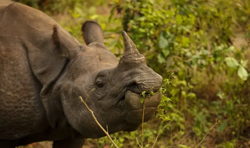 Eco-Friendly Travel in Chitwan – Travel Tips