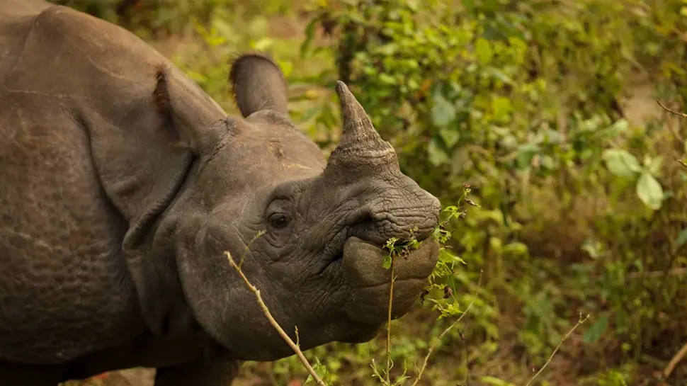 Reasons to Visit Chitwan National Park in Winter