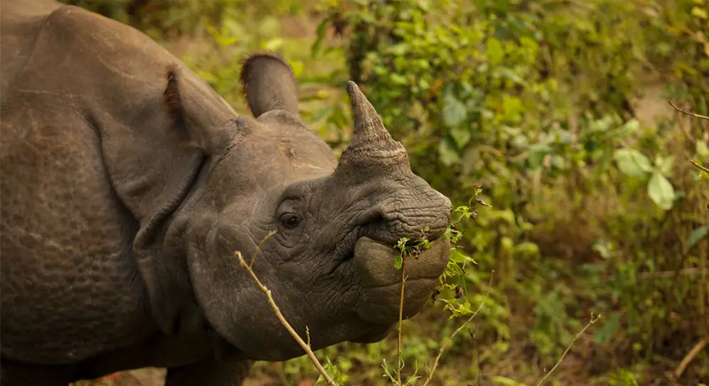 Reasons to Visit Chitwan National Park in Winter