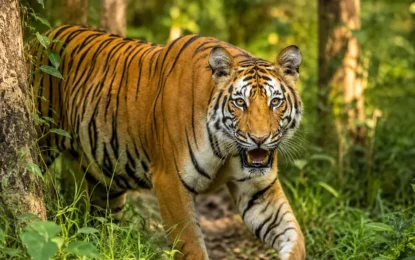 Best Time for Tiger Spotting in Chitwan