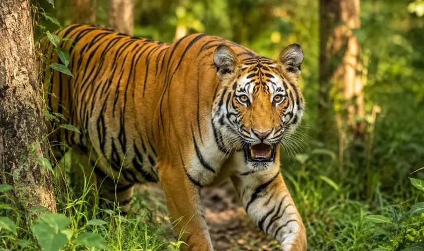 Best Time for Tiger Spotting in Chitwan