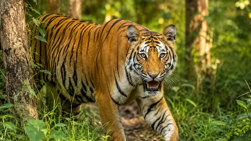 Tiger sighting at Chitwan National Park