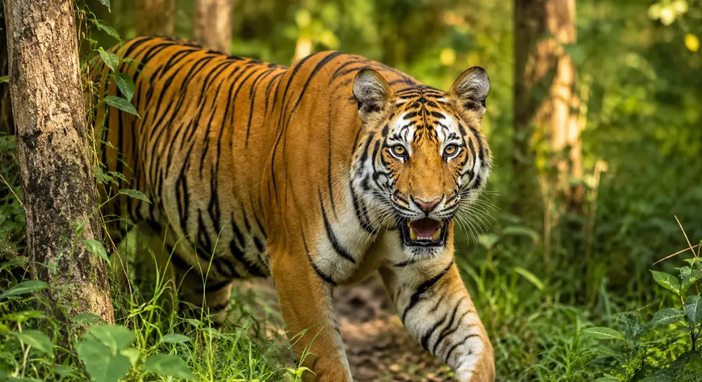 Tiger sighting at Chitwan National Park
