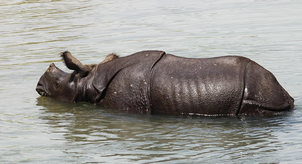 Wildlife Conservation in Chitwan National Park 