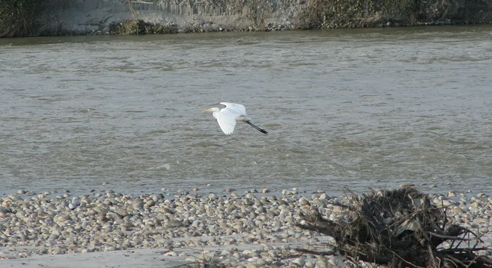 Wildlife Conservation in Chitwan National Park