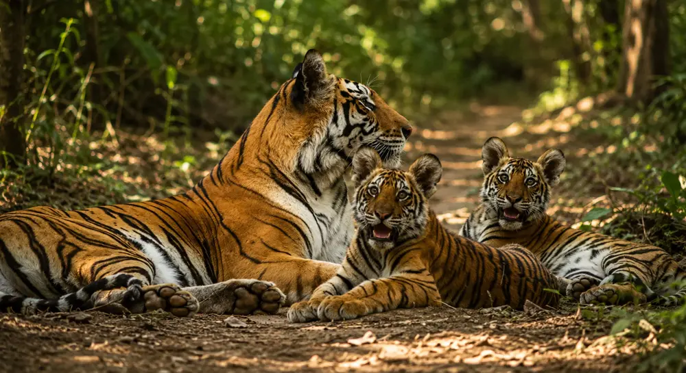 animal in chitwan National Park