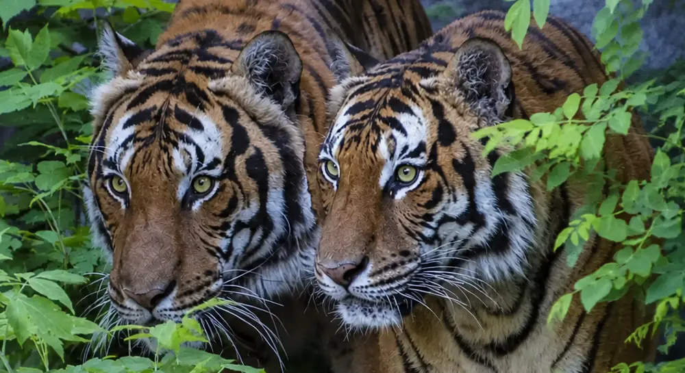 best time to visit chitwan National Park