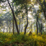 Rich Wildlife Sanctuary and Biodiversity Hotspot_chitwanjunglesafaritour