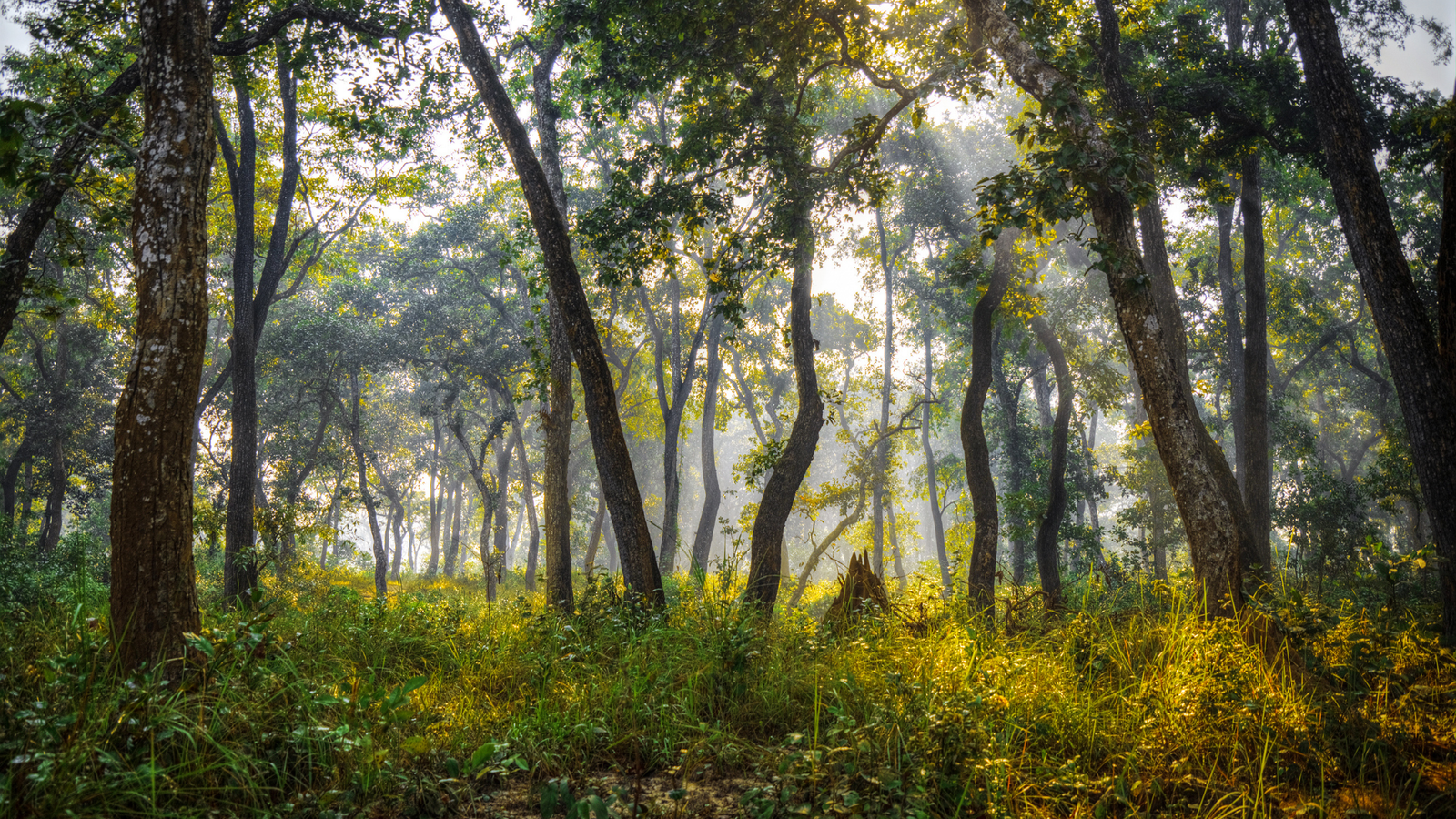 Rich Wildlife Sanctuary and Biodiversity Hotspot_chitwanjunglesafaritour