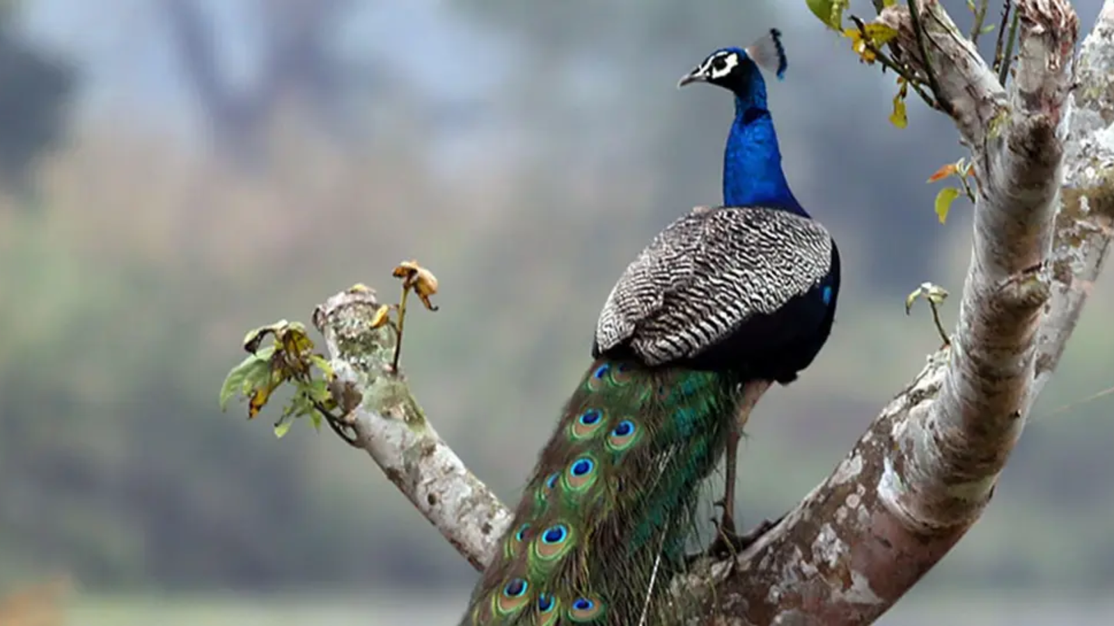Birdwatcher’s Paradise_chitwan national park