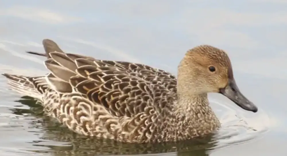 Bird Watching Tour in Chitwan National Park- Pintail duck