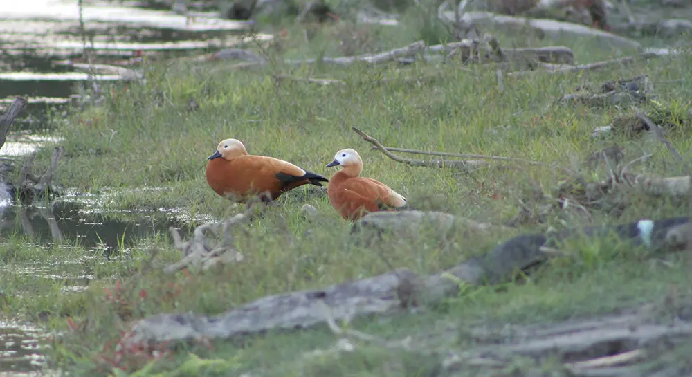 Eco-Friendly Travel in Chitwan