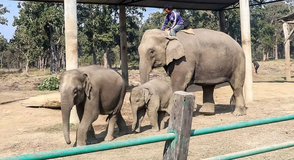 Elephant Breeding Center Visit at Chitwan