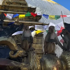 Swyambhu Nath- The monkey temple