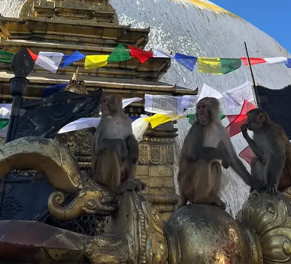 Swyambhu Nath- The monkey temple