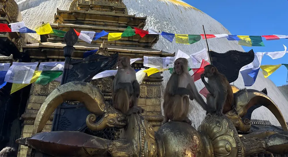 Swyambhu Nath- The monkey temple