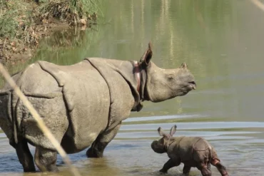 One-Horned Rhino in Chitwan National Park: Facts, Habitat, Behavior & Safari Guide