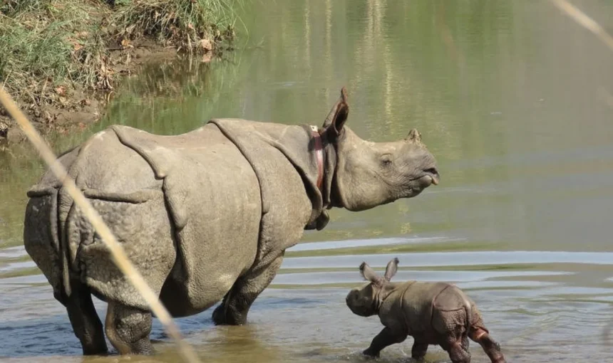 One-Horned Rhino in Chitwan National Park: Facts, Habitat, Behavior & Safari Guide