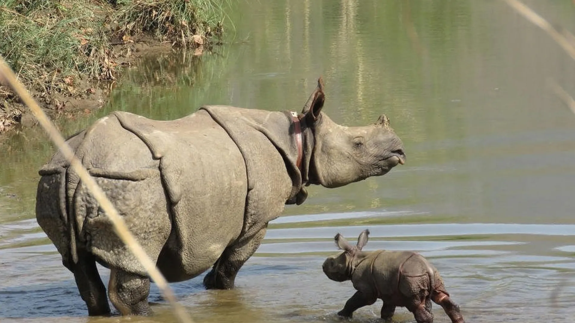 One-Horned Rhino in Chitwan National Park: Facts, Habitat, Behavior & Safari Guide