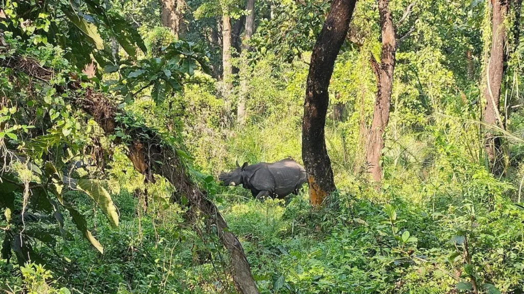 Why Chitwan Is One of the Best Places for Rhino Sightings
