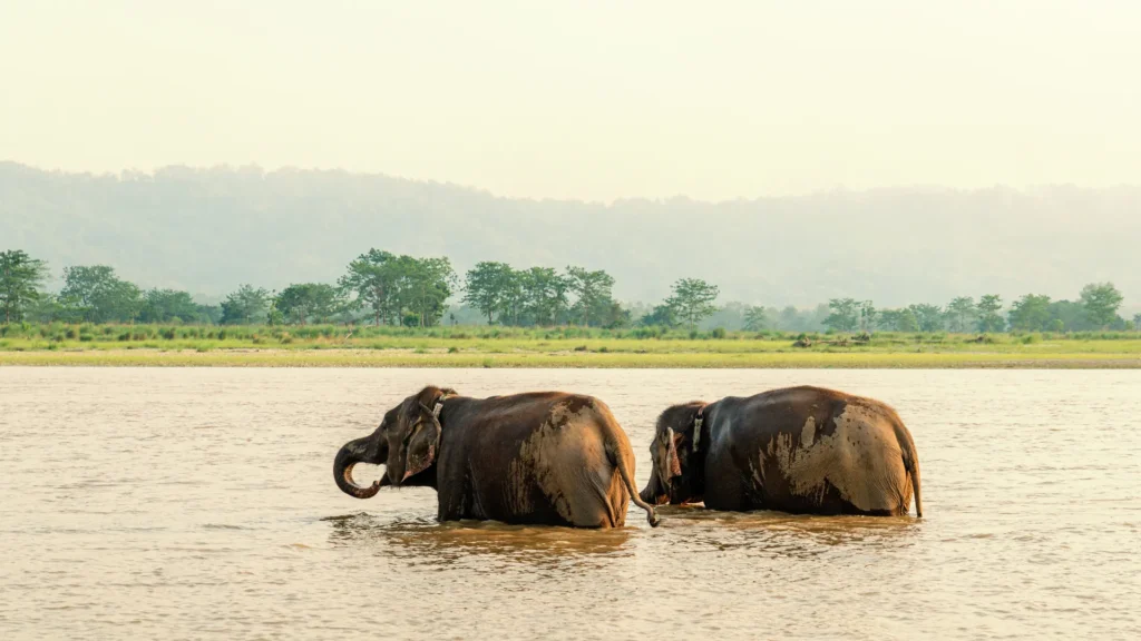 Wildlife of Chitwan