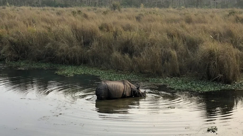 Conservation Importance of the Rhino in Nepal