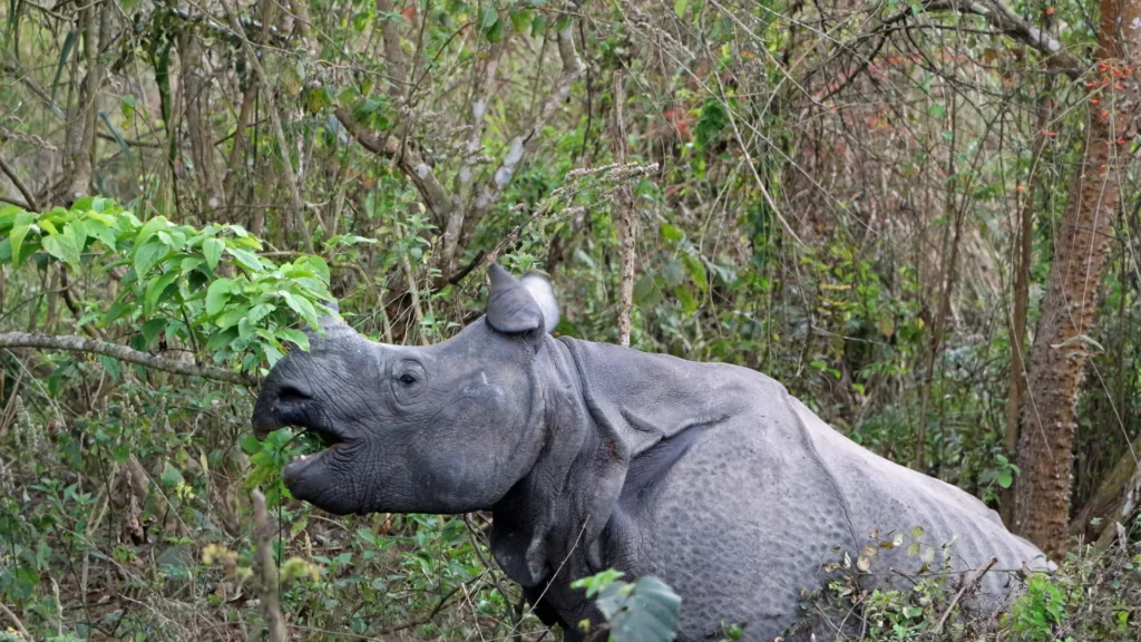 
One-Horned Rhinoceros in Chitwan National Park