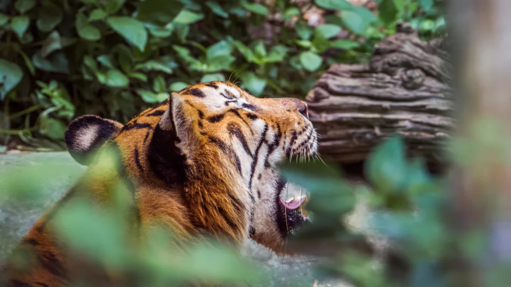Bengal Tiger in Chitwan National Park