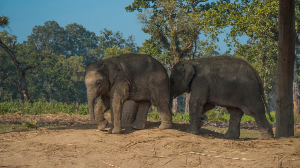 Wild Elephants in Chitwan National Park
