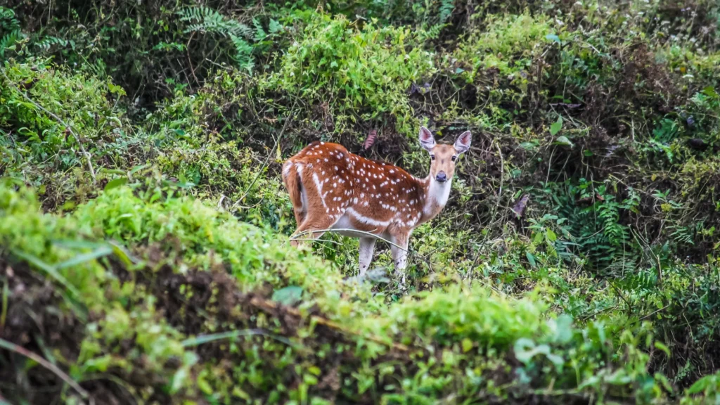 Deer in Chitwan National Park