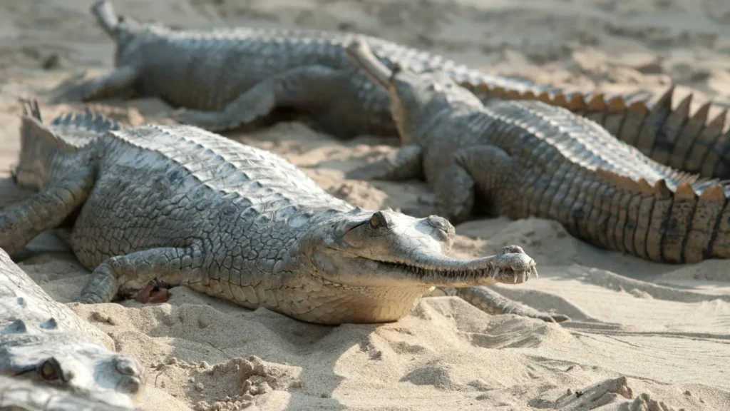 Gharial Crocodiles in Chitwan National Park