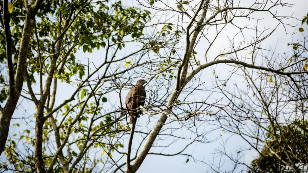 Birds in Chitwan National Park