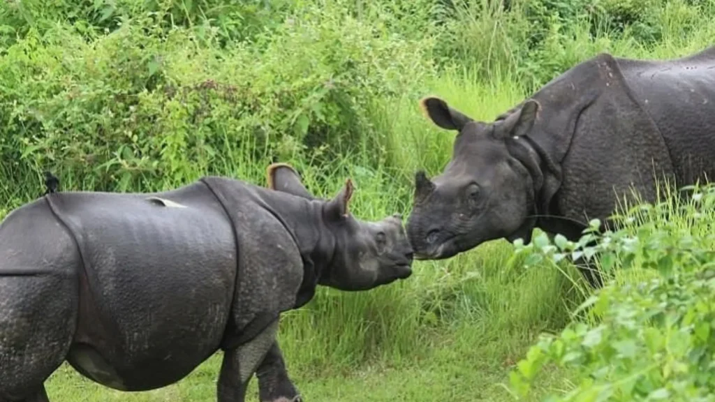 Population of One-Horned Rhinos in Nepal