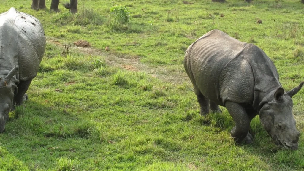 Responsible Rhino Viewing Practice
