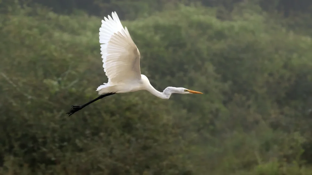 Bird Watching Tour in Chitwan National Park