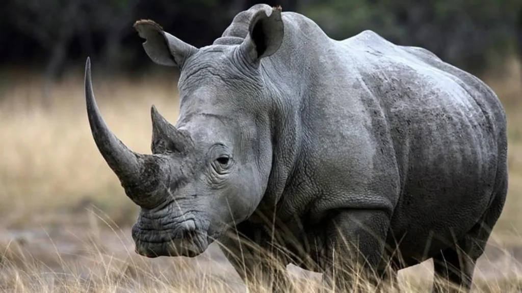 What Is the One-Horned Rhino?