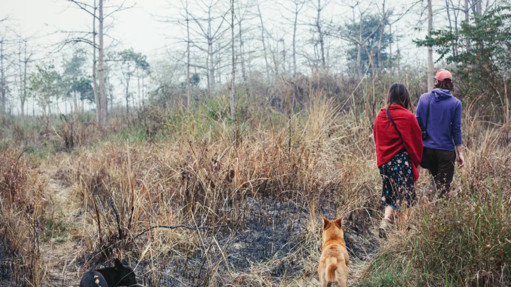 Jungle walking tour in chitwan