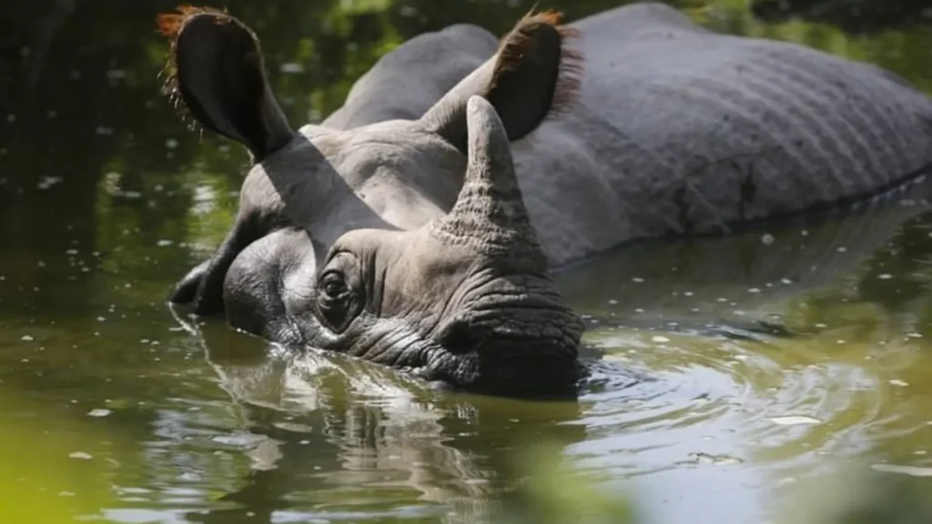 History of One-Horned Rhinos in Sauraha, Chitwan