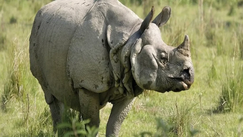 Best Time to See One-Horned Rhinos in Chitwan