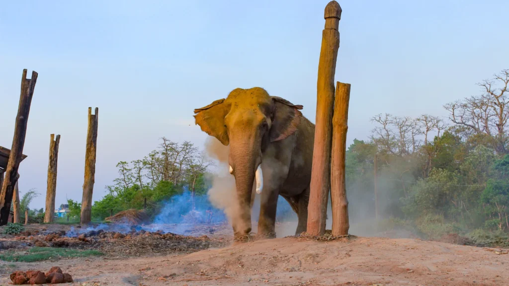 Elephant Breeding Center Visit at Chitwan
